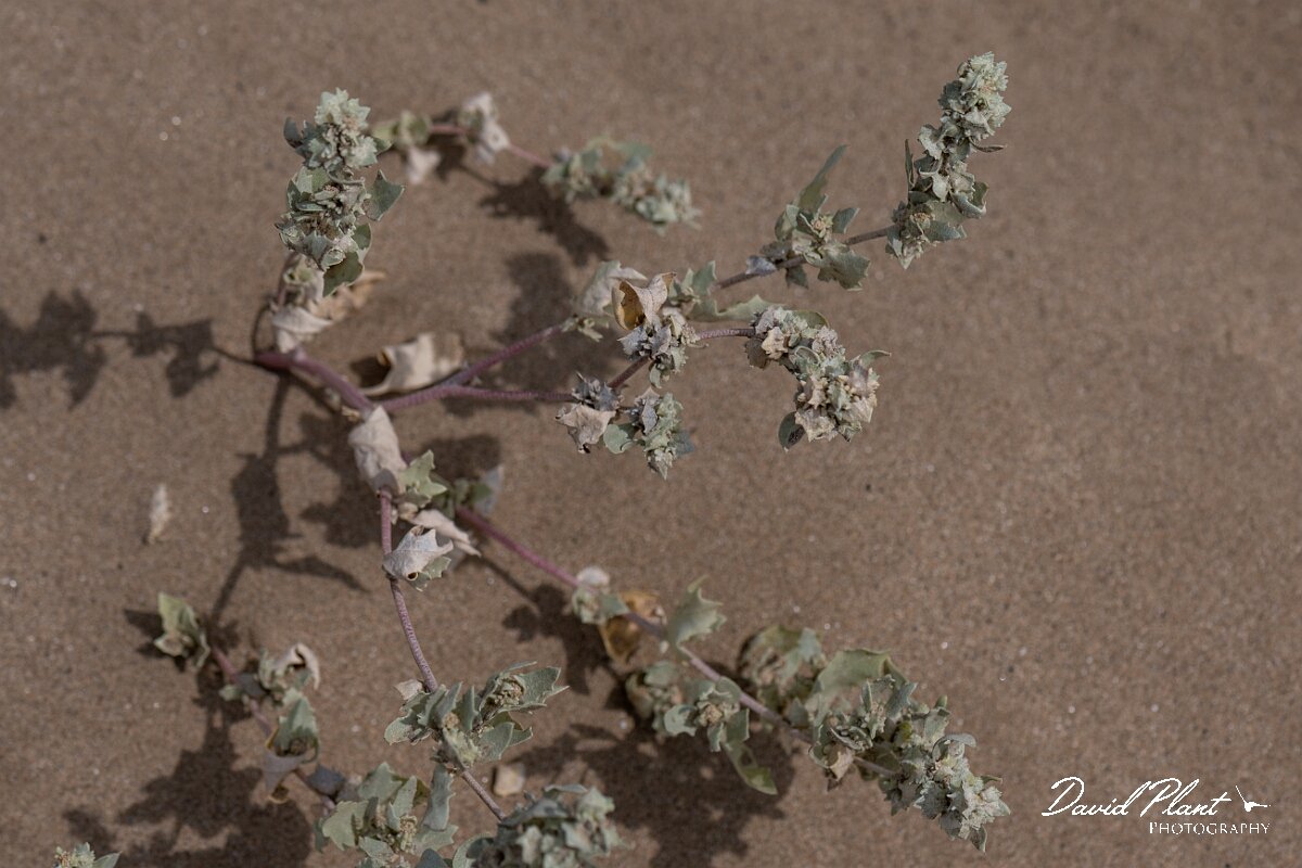 David Plant Photography - Wildlife Photography - Frosted orache - G.jpg - Frosted orache, Atriplex laciniata - Somerset