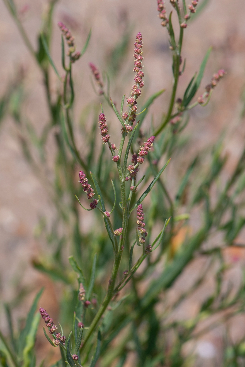 David Plant Photography - Wildlife Photography - Grass-leaved orache - A.jpg - Grass-leaved orache - Kent