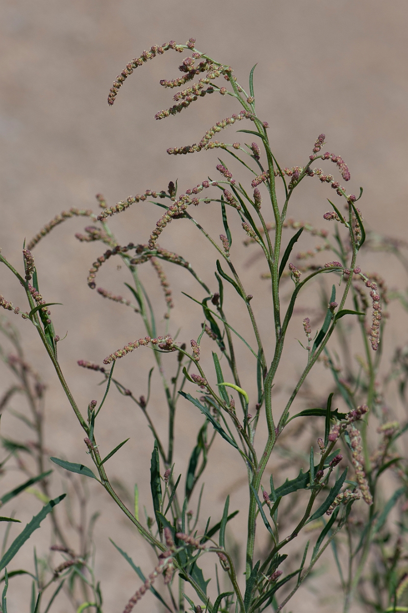 David Plant Photography - Wildlife Photography - Grass-leaved orache - C.jpg - Grass-leaved orache - Kent