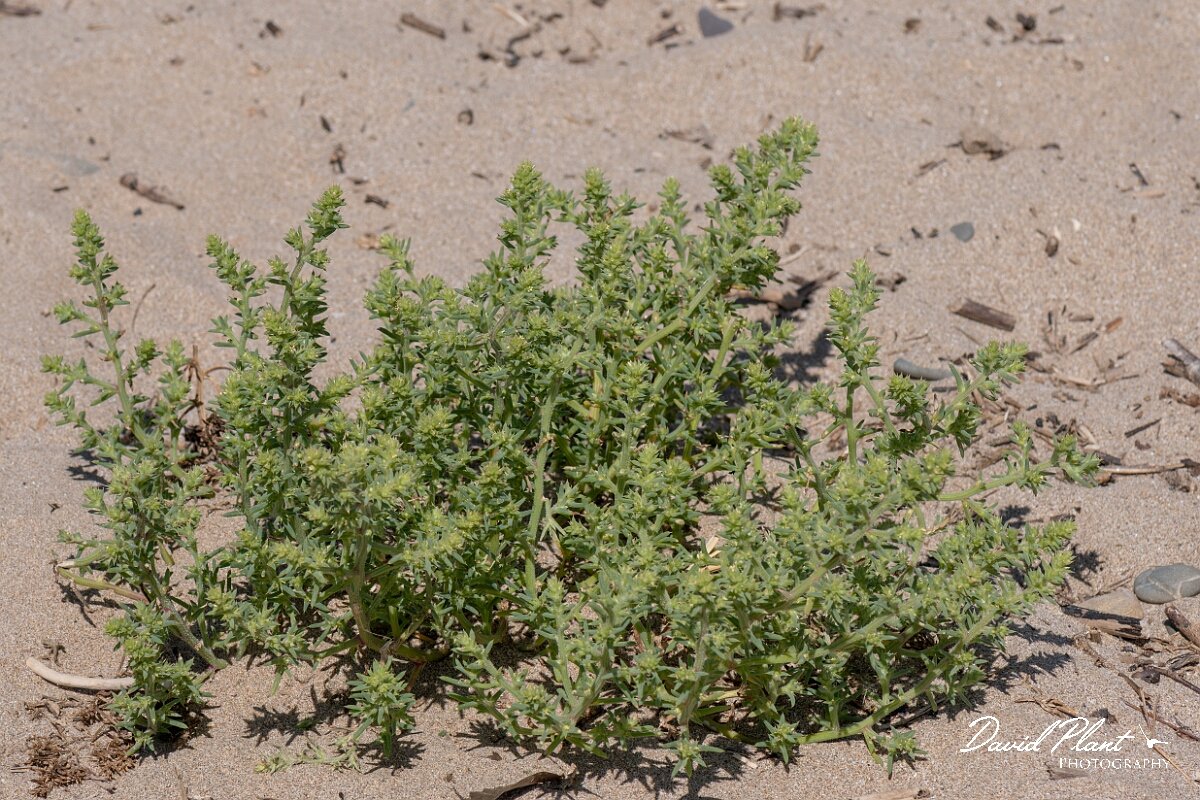 David Plant Photography - Wildlife Photography - Prickly saltwort - A.jpg - Prickly saltwort, Salsola kali - Devon