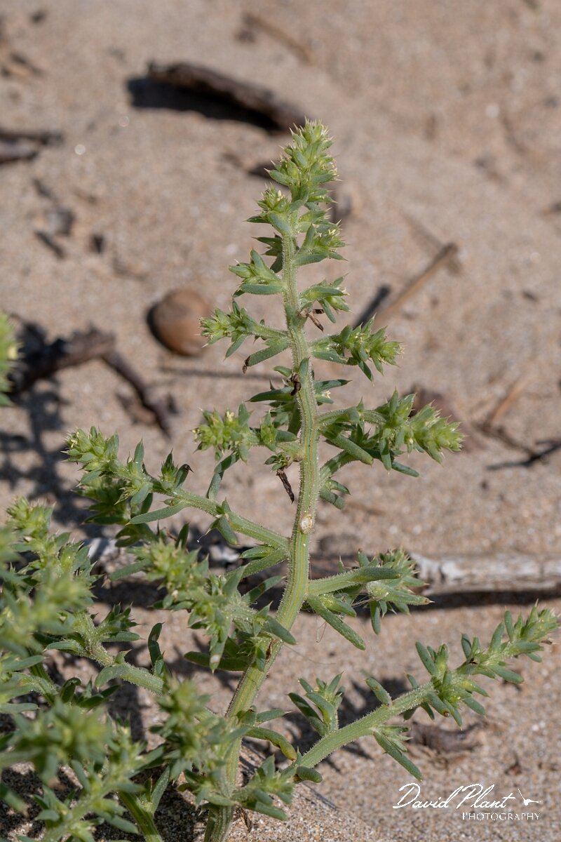 David Plant Photography - Wildlife Photography - Prickly saltwort - B.jpg - Prickly saltwort, Salsola kali - Devon