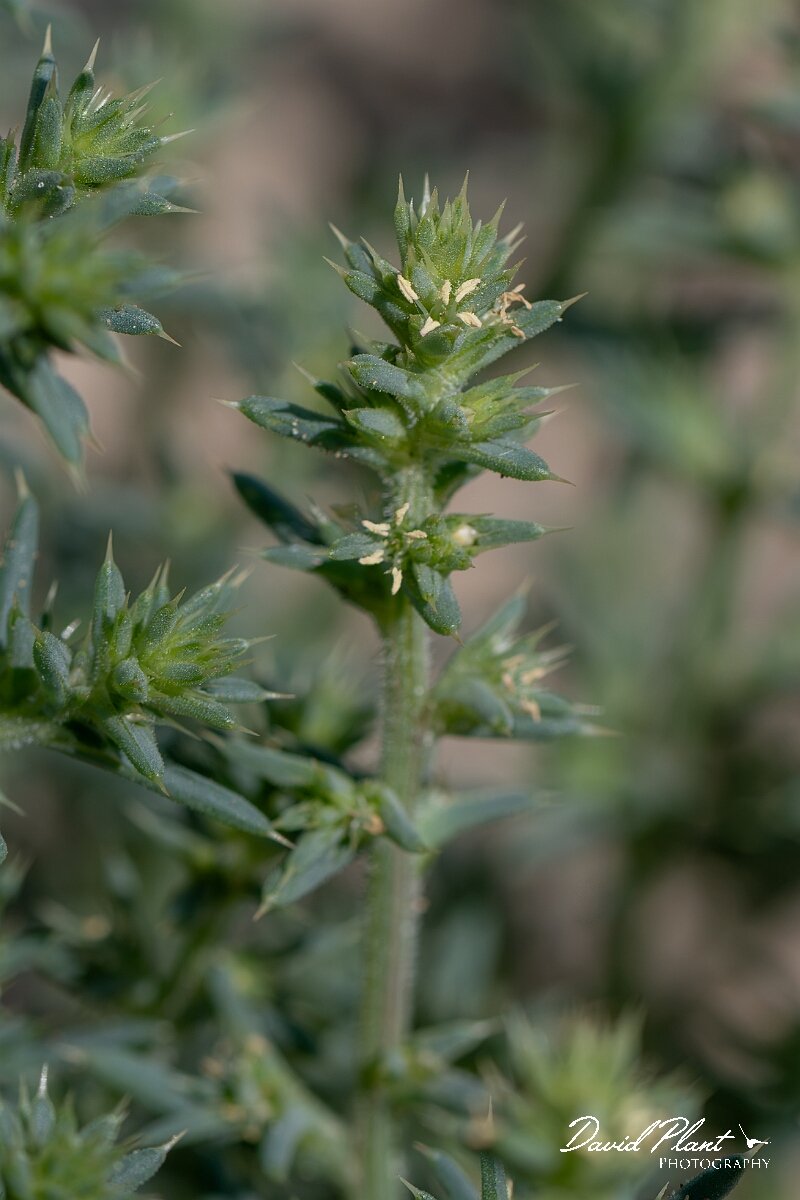 David Plant Photography - Wildlife Photography - Prickly saltwort - C.jpg - Prickly saltwort, Salsola kali - Devon