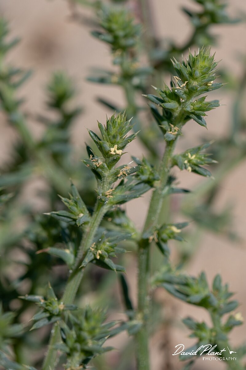 David Plant Photography - Wildlife Photography - Prickly saltwort - D.jpg - Prickly saltwort, Salsola kali - Devon