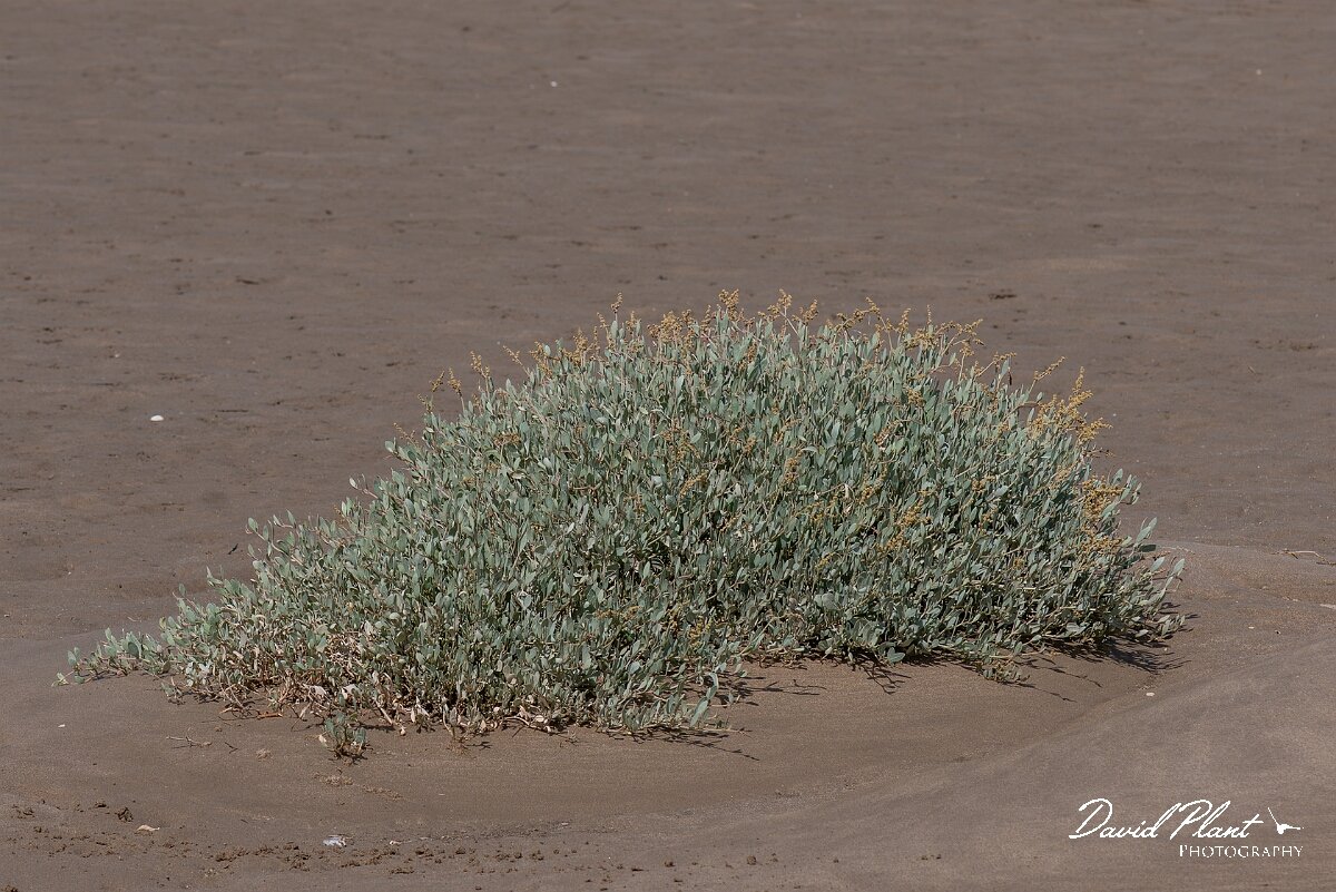 David Plant Photography - Wildlife Photography - Sea purslane - E.jpg - Sea purslane, Striplex portulacoides - Devon