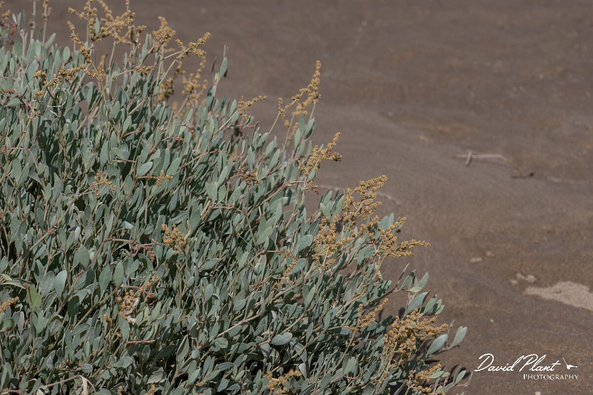 David Plant Photography - Wildlife Photography - Sea purslane - F.jpg - Sea purslane, Striplex portulacoides - Devon