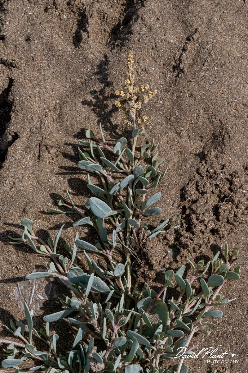 David Plant Photography - Wildlife Photography - Sea purslane - I.jpg - Sea purslane, Striplex portulacoides - Devon