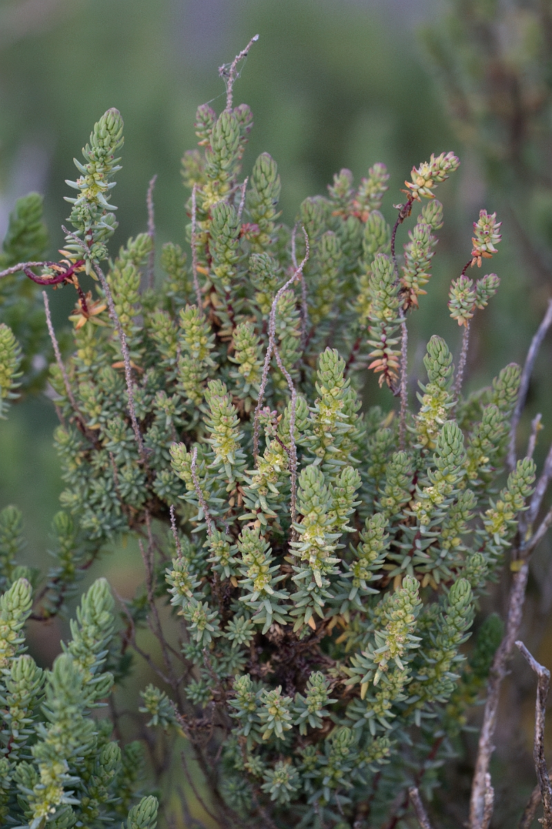 David Plant Photography - Wildlife Photography - Shrubby seablite - D.jpg - Shrubby seablite - Norfolk