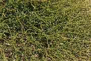 David Plant Photography - Wildlife Photographer - Sea beet - A