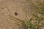 David Plant Photography - Wildlife Photographer - Sea beet - D