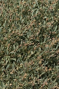 David Plant Photography - Wildlife Photographer - Sea purslane - A