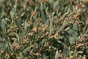 David Plant Photography - Wildlife Photographer - Sea purslane - B