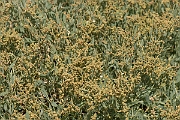 David Plant Photography - Wildlife Photographer - Sea purslane - C