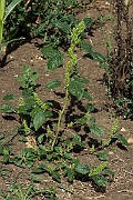 David Plant Photography - Wildlife Photography - Common amaranth - B