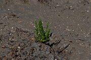 David Plant Photography - Wildlife Photography - Common glasswort - A