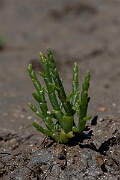 David Plant Photography - Wildlife Photography - Common glasswort - B