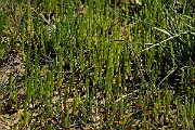 David Plant Photography - Wildlife Photography - Common glasswort - C
