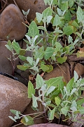 David Plant Photography - Wildlife Photography - Common orache - A