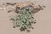 David Plant Photography - Wildlife Photography - Frosted orache - C