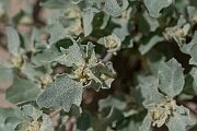 David Plant Photography - Wildlife Photography - Frosted orache - D