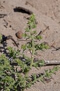David Plant Photography - Wildlife Photography - Prickly saltwort - B