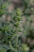 David Plant Photography - Wildlife Photography - Prickly saltwort - C