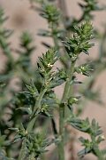 David Plant Photography - Wildlife Photography - Prickly saltwort - D