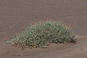 David Plant Photography - Wildlife Photography - Sea purslane - E