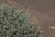 David Plant Photography - Wildlife Photography - Sea purslane - F