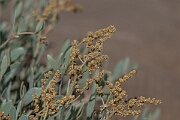 David Plant Photography - Wildlife Photography - Sea purslane - G