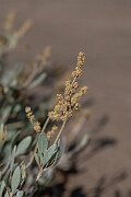 David Plant Photography - Wildlife Photography - Sea purslane - H
