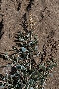 David Plant Photography - Wildlife Photography - Sea purslane - I