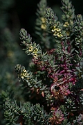 David Plant Photography - Wildlife Photography - Shrubby seablite - B