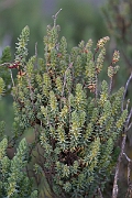 David Plant Photography - Wildlife Photography - Shrubby seablite - D