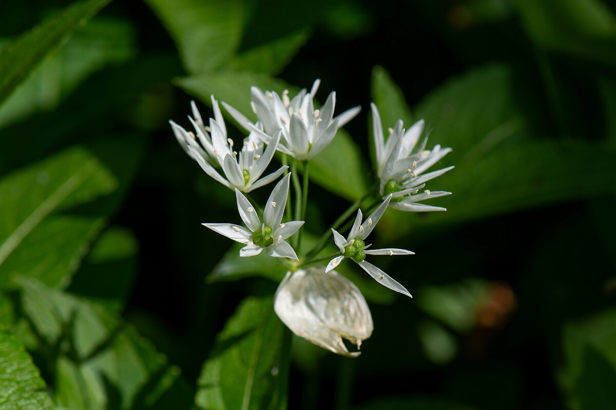 David Plant Photography - Wildlife Photography - Ransoms - E.jpg - Ramsons, flowers - Cotswolds