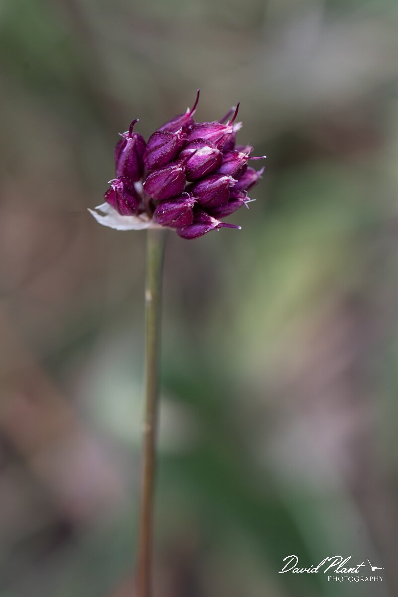 David Plant Photography - Wildlife Photography - Round-headed leek - A.jpg - Round-headed leek, Allium sphaerocephalon - Bristol