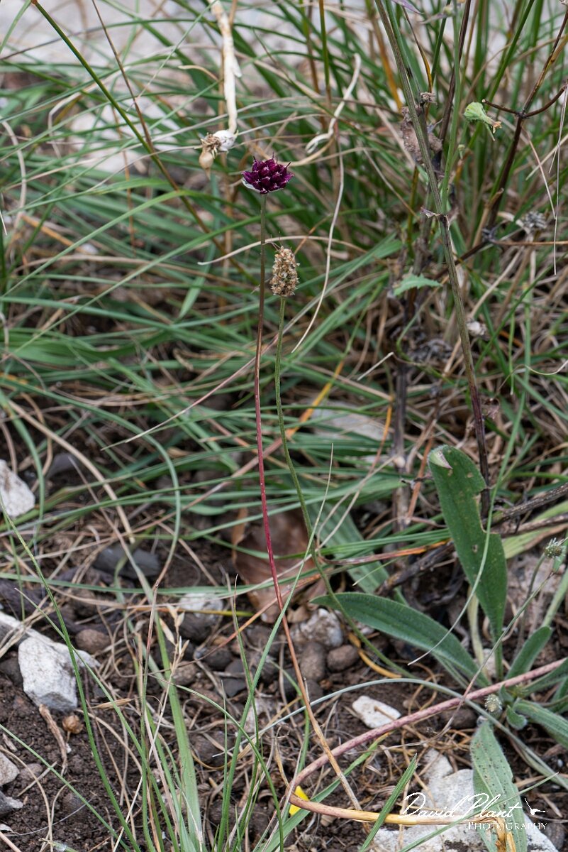David Plant Photography - Wildlife Photography - Round-headed leek - C.jpg - Round-headed leek, Allium sphaerocephalon - Bristol