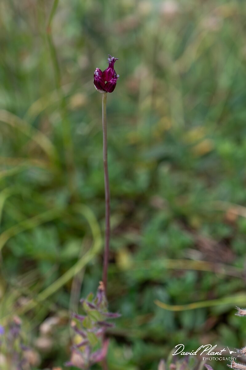 David Plant Photography - Wildlife Photography - Round-headed leek - D.jpg - Round-headed leek, Allium sphaerocephalon - Bristol