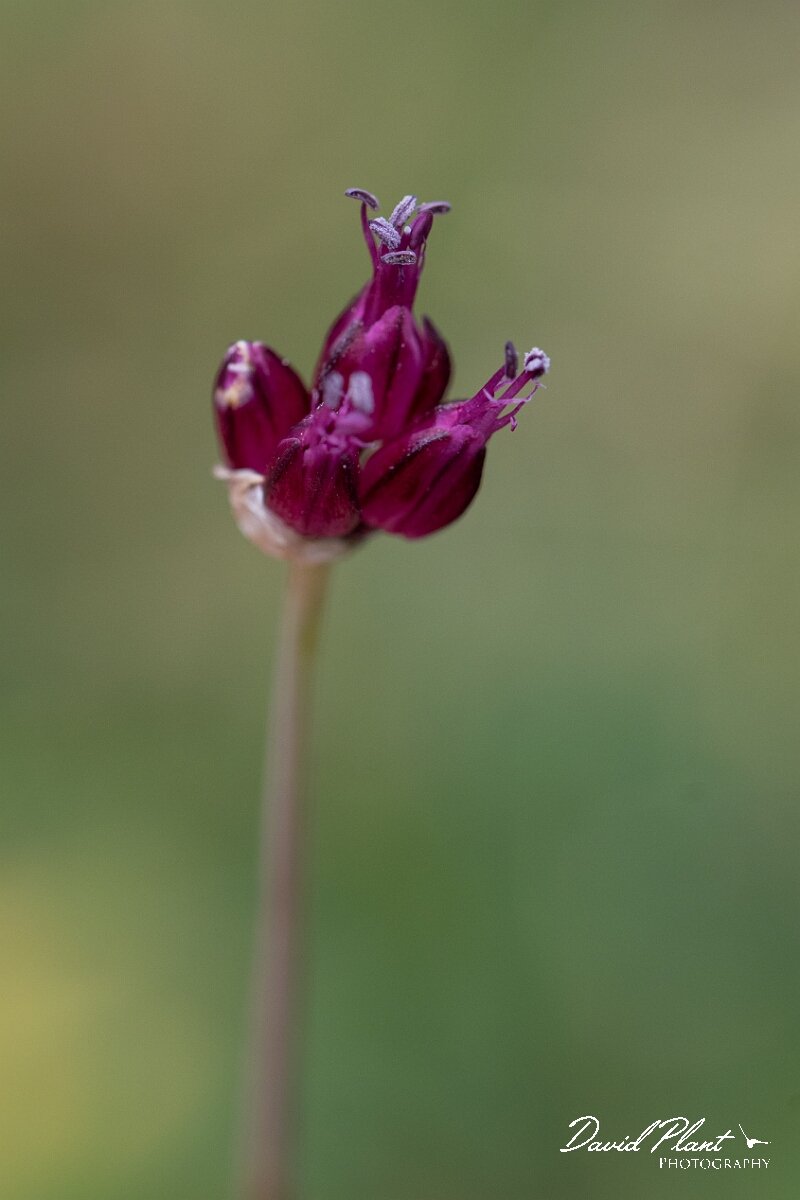 David Plant Photography - Wildlife Photography - Round-headed leek - E.jpg - Round-headed leek, Allium sphaerocephalon - Bristol