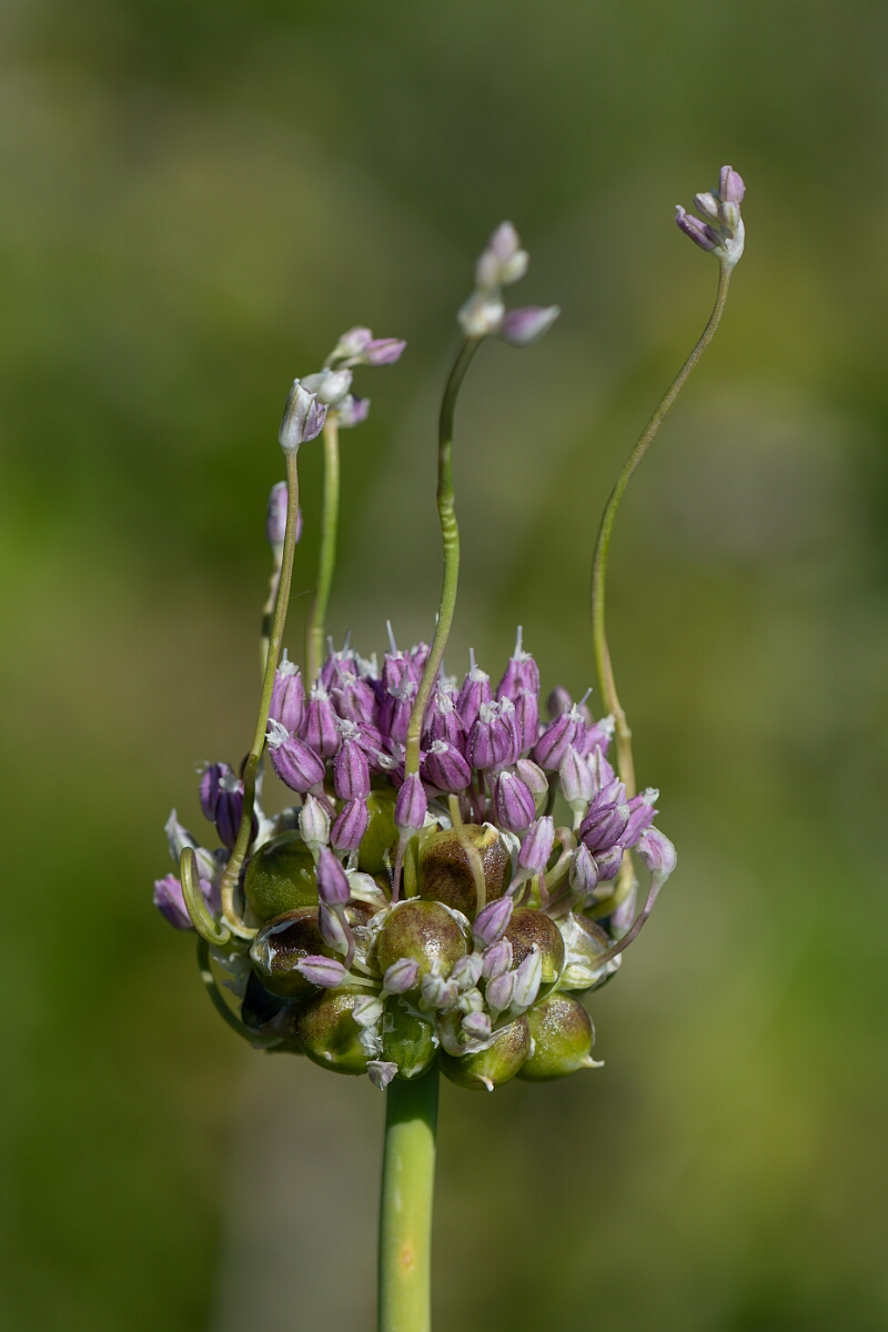 David Plant Photography - Wildlife Photography - Wild leek - B.jpg - Wild leek, Allium ampeloprasum, flower head - Hampshire