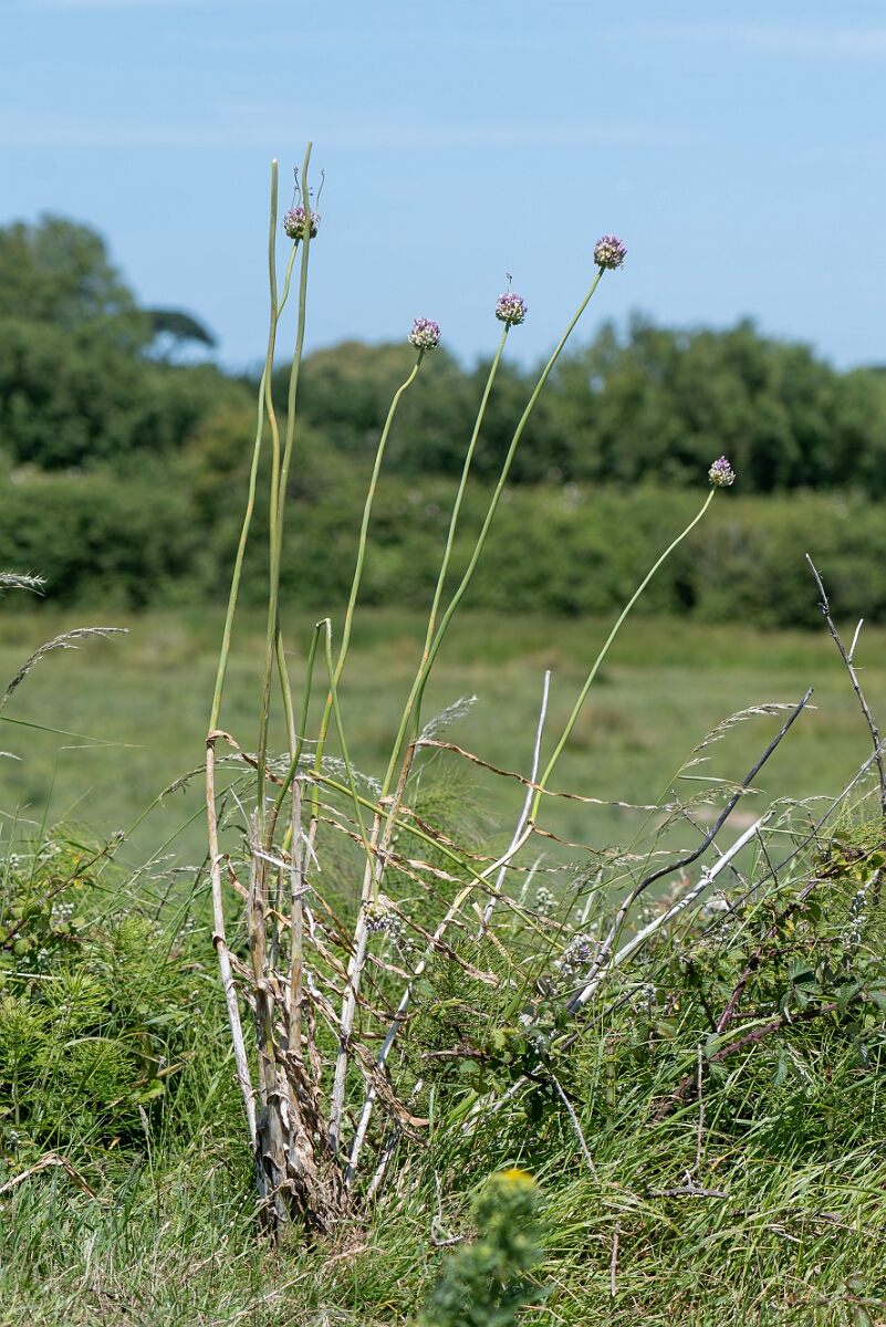 David Plant Photography - Wildlife Photography - Wild leek - C.jpg - Wild leek, Allium ampeloprasum, plant - Hampshire
