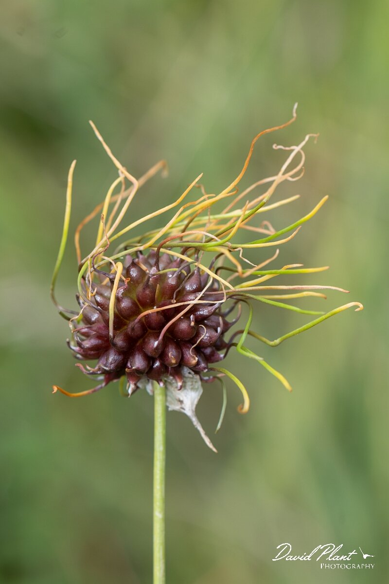 David Plant Photography - Wildlife Photography - Wild onion - D.jpg - Wild onion, Allium vineale - Bristol
