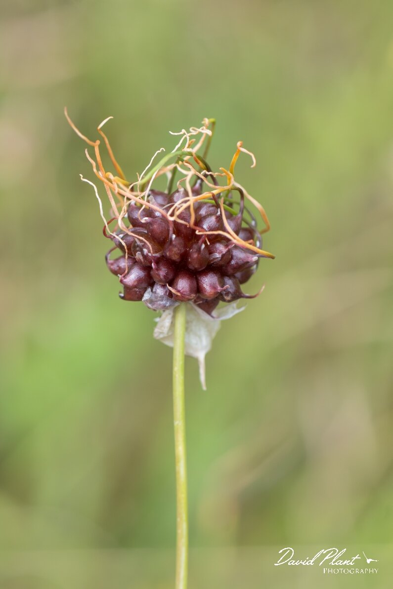 David Plant Photography - Wildlife Photography - Wild onion - E.jpg - Wild onion, Allium vineale - Bristol