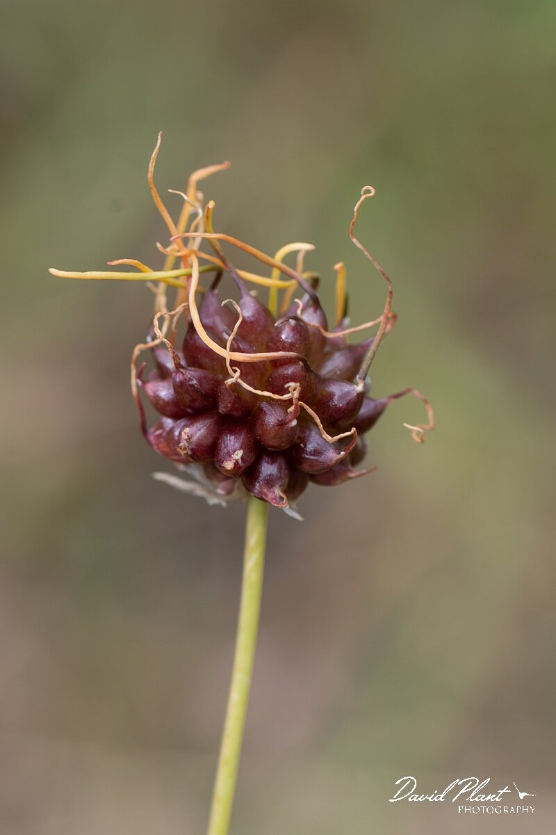 David Plant Photography - Wildlife Photography - Wild onion - F.jpg - Wild onion, Allium vineale - Bristol