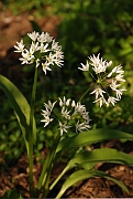 David Plant Photography - Wildlife Photography - Ransoms - A