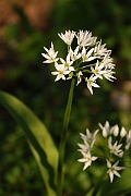 David Plant Photography - Wildlife Photography - Ransoms - B