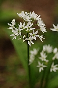 David Plant Photography - Wildlife Photography - Ransoms - C