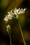 David Plant Photography - Wildlife Photography - Ransoms - D