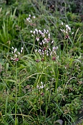 David Plant Photography - Wildlife Photography - Rosy garlic - B