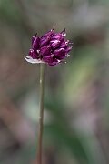 David Plant Photography - Wildlife Photography - Round-headed leek - A