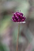 David Plant Photography - Wildlife Photography - Round-headed leek - B